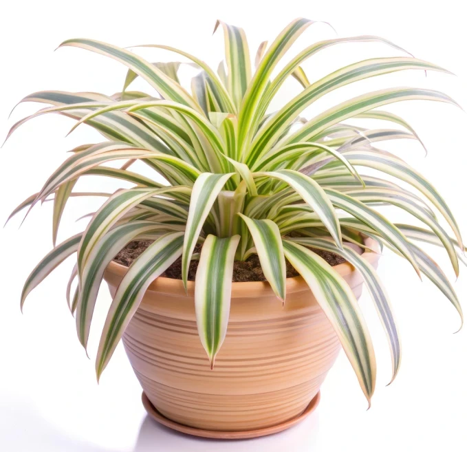 Eco Pot