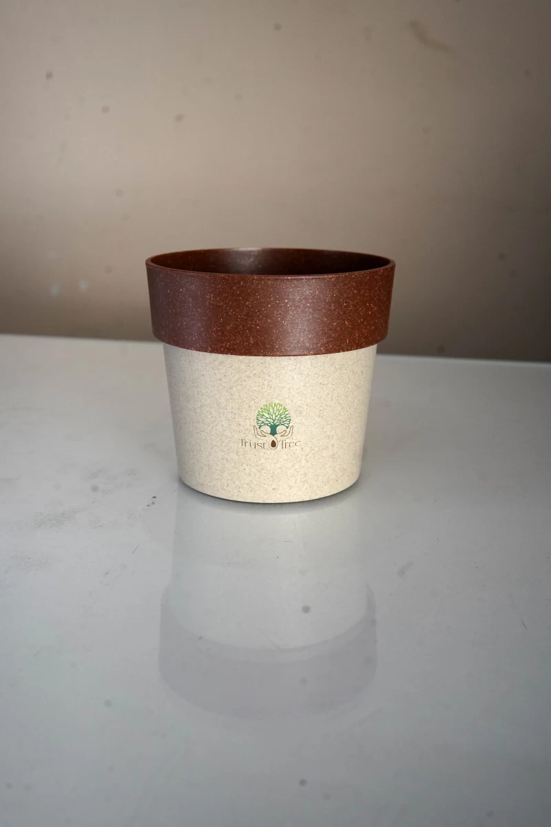 ARTY ECO CREAM & RED 2