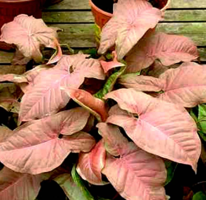 Syngonium Pink