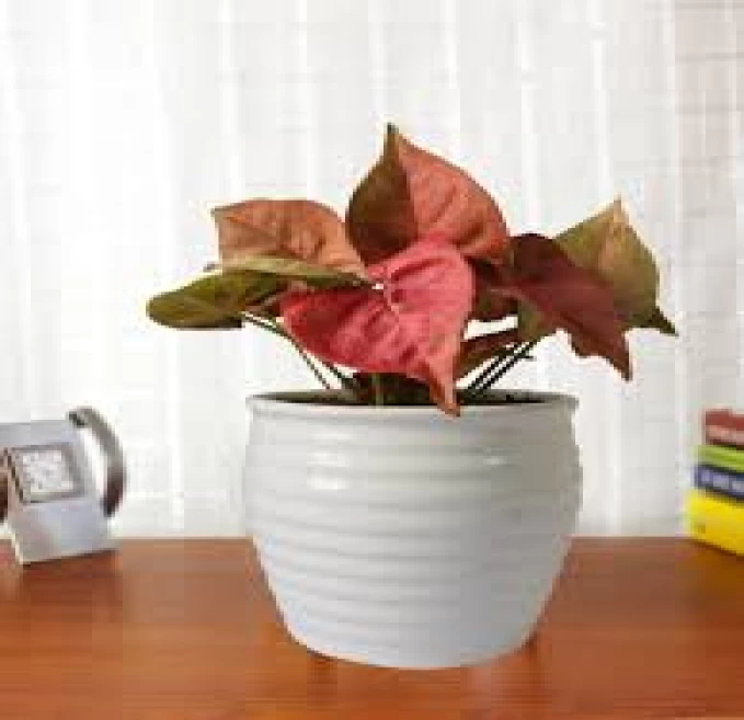 Syngonium Pink
