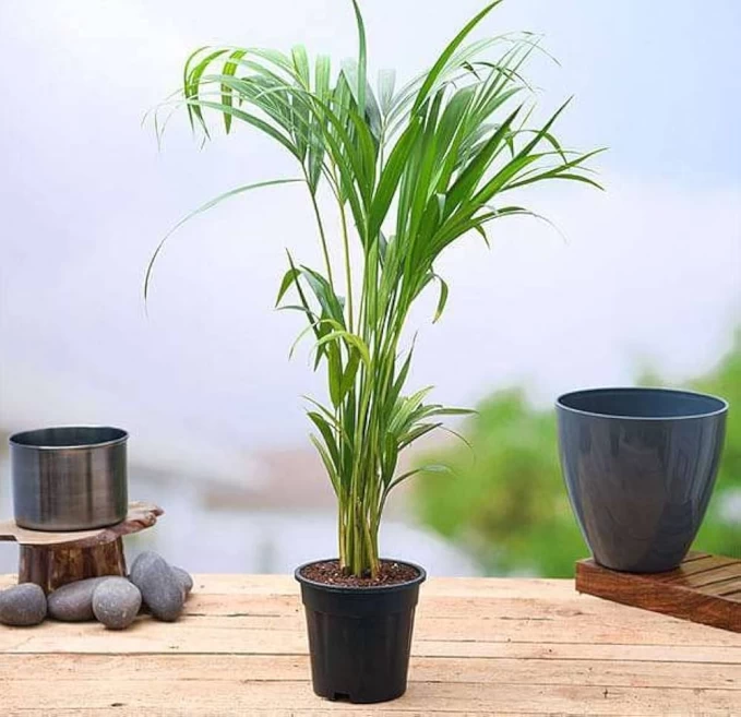 Areca Palm