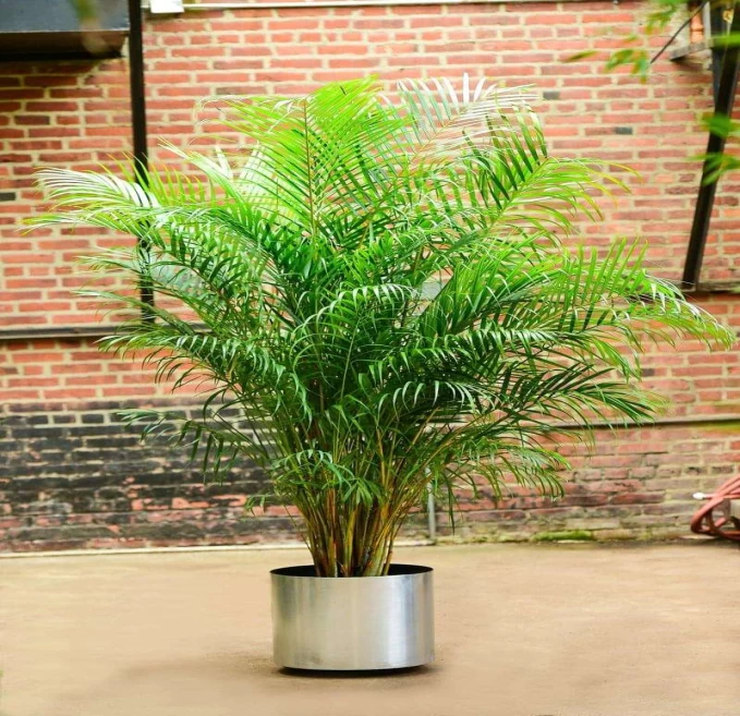 Areca Palm
