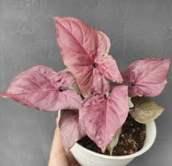 Syngonium Pink