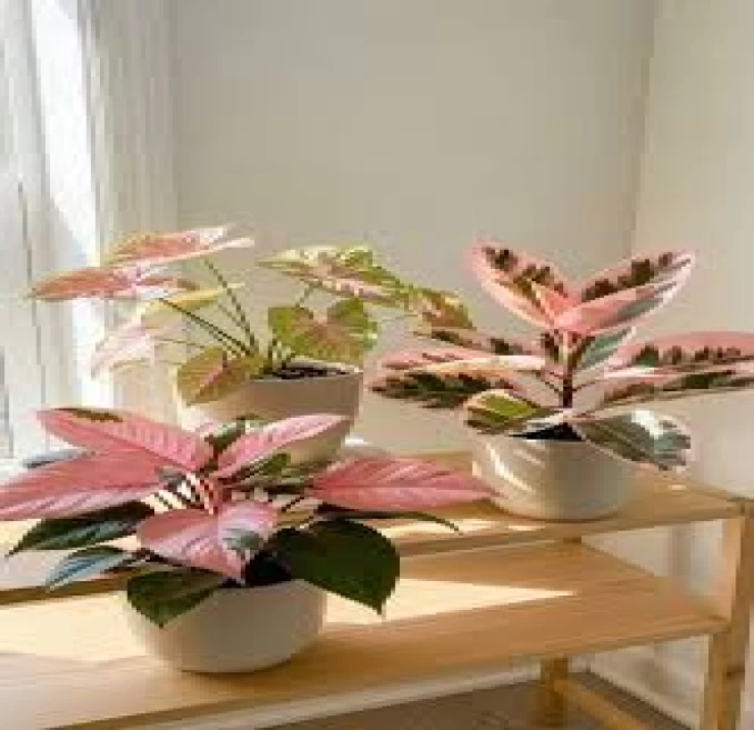 Syngonium Pink