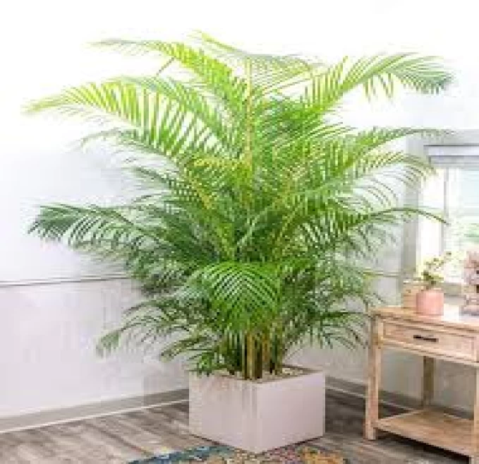 Areca Palm