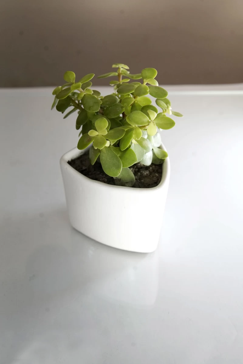 Jade