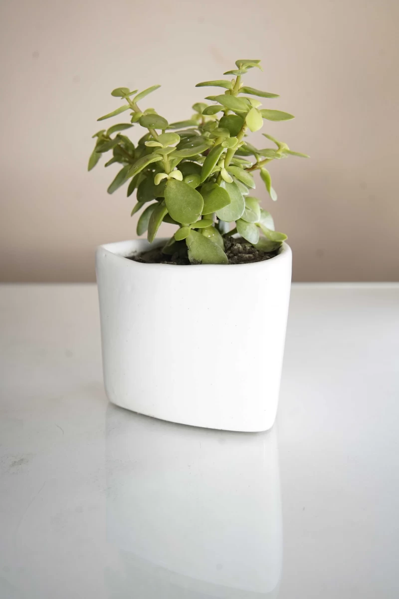 Jade