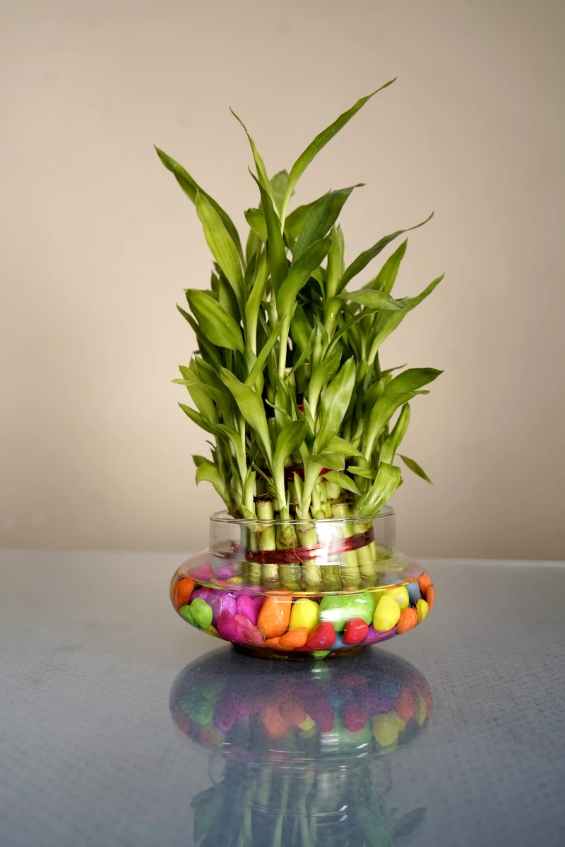 Lucky Bamboo
