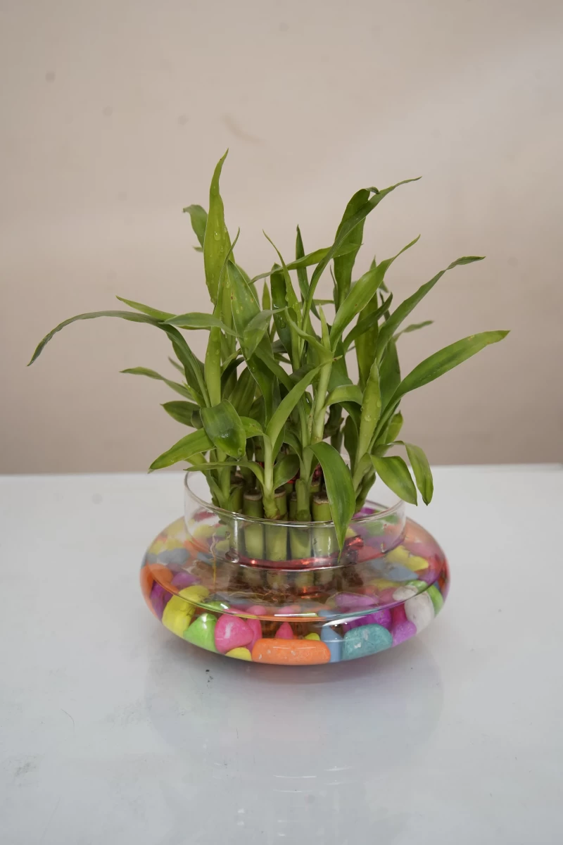 Lucky Bamboo