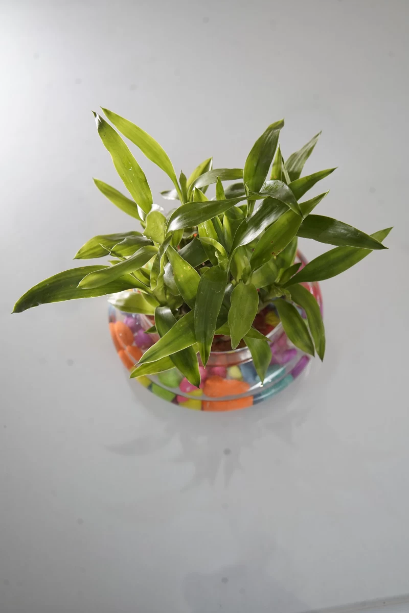 Lucky Bamboo