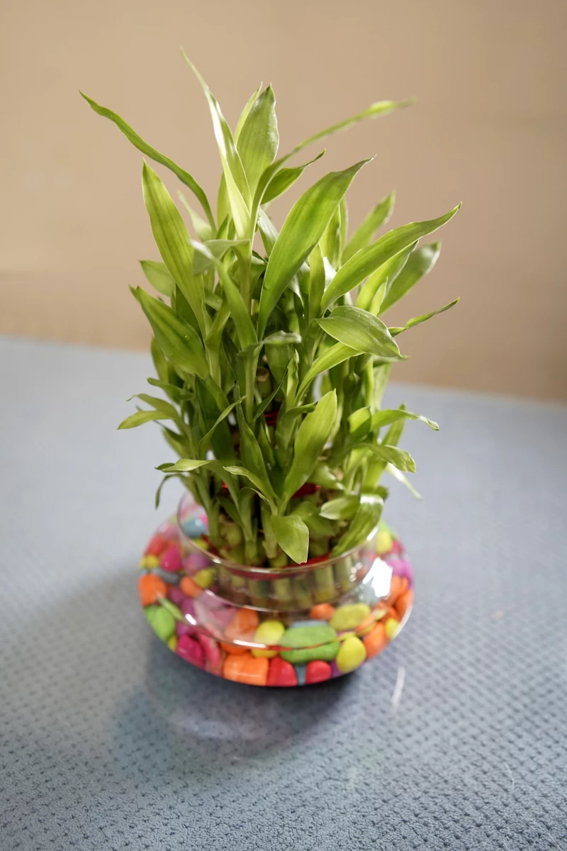 Lucky Bamboo
