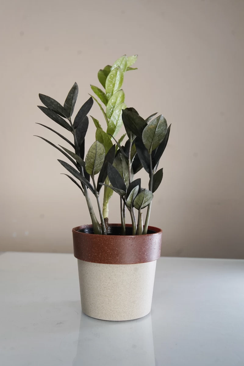 ZZ Plant