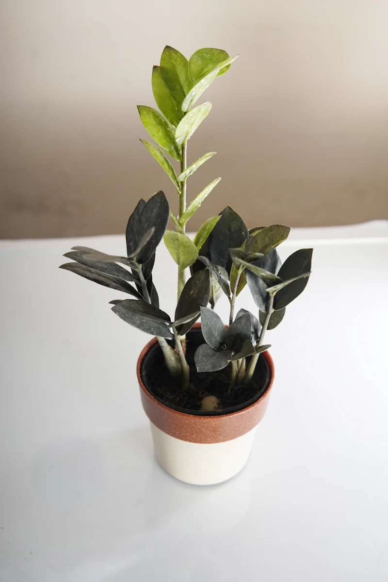 ZZ Plant