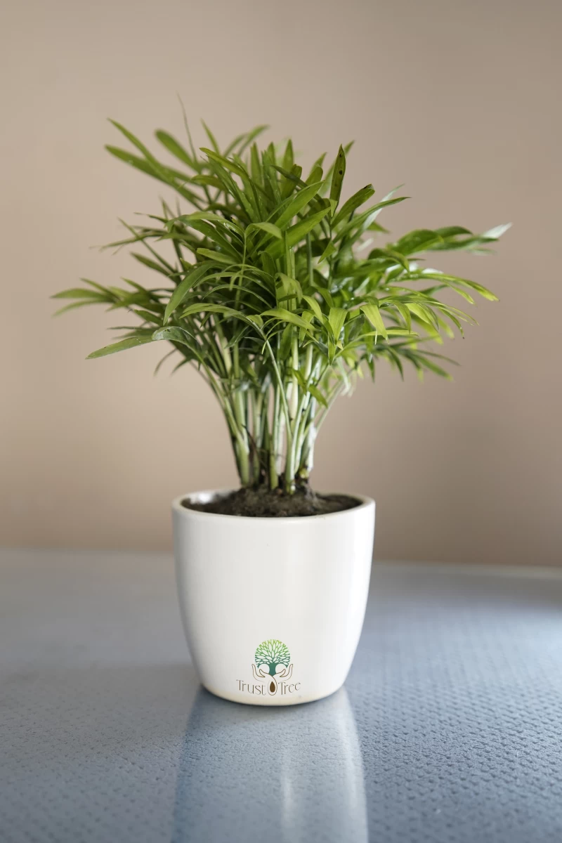 Bamboo Palm