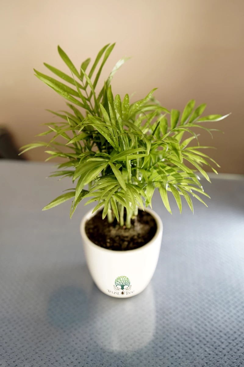Bamboo Palm