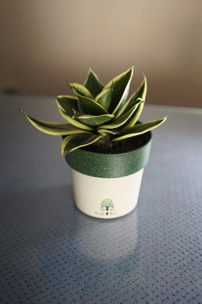 Snake Dwarf Plant