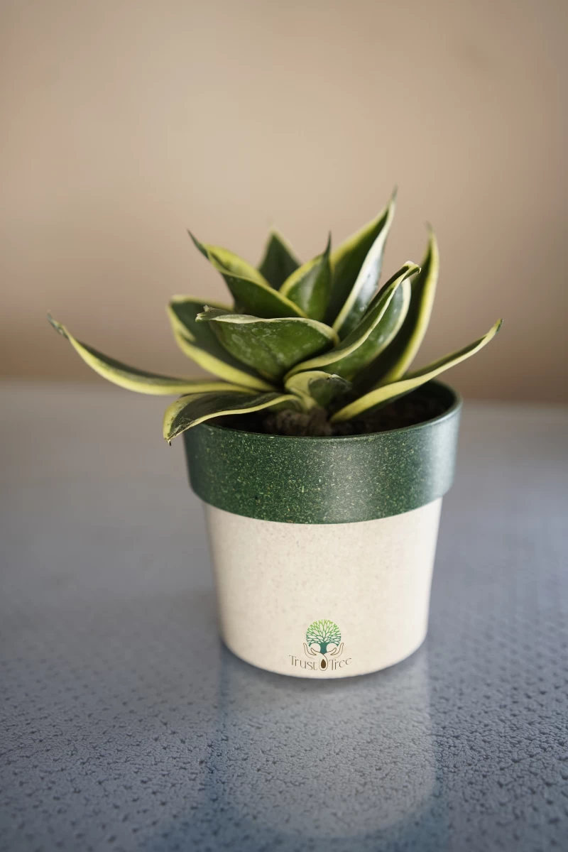 Snake Dwarf Plant