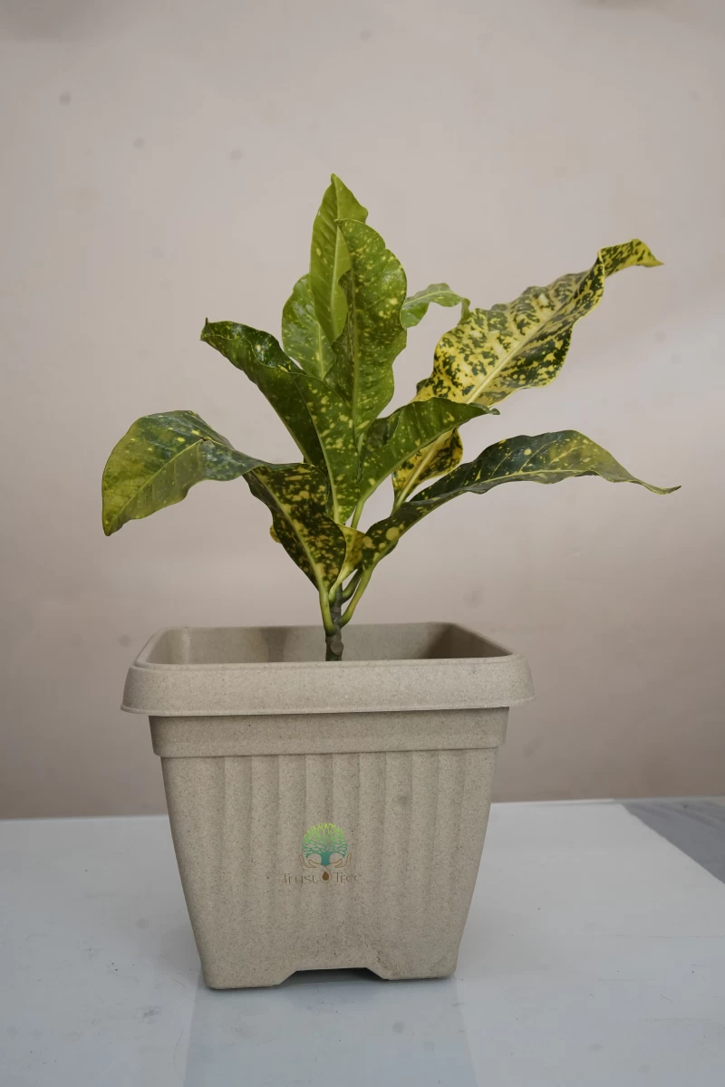 Gold Dust Croton