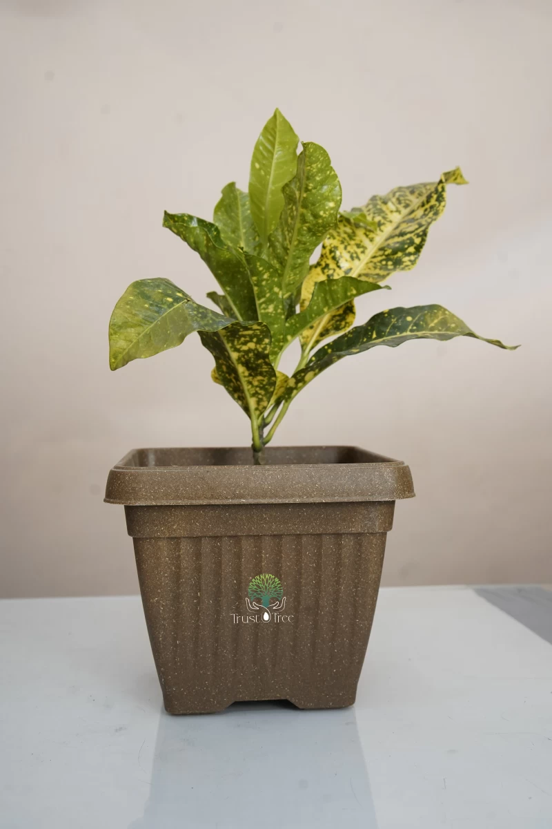 Gold Dust Croton