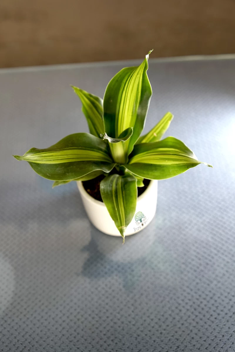 Dracaena Lemon Lime