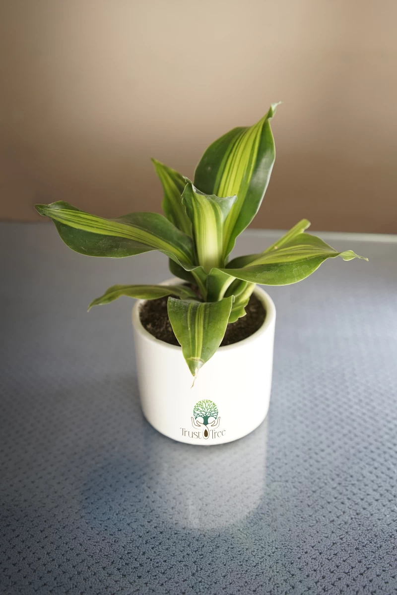 Dracaena Lemon Lime