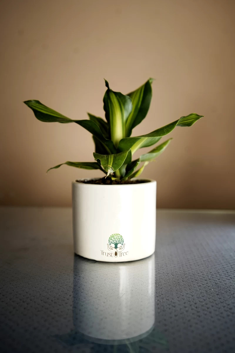 Dracaena Lemon Lime