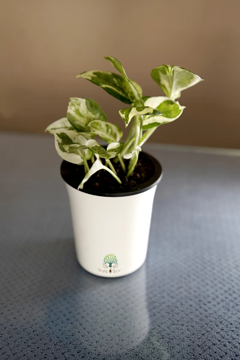 Money Plant White