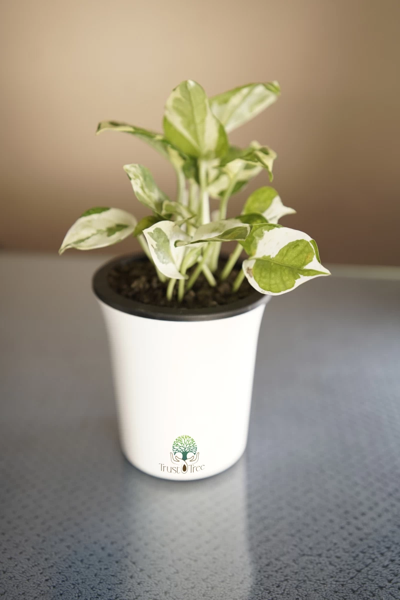 Money Plant White