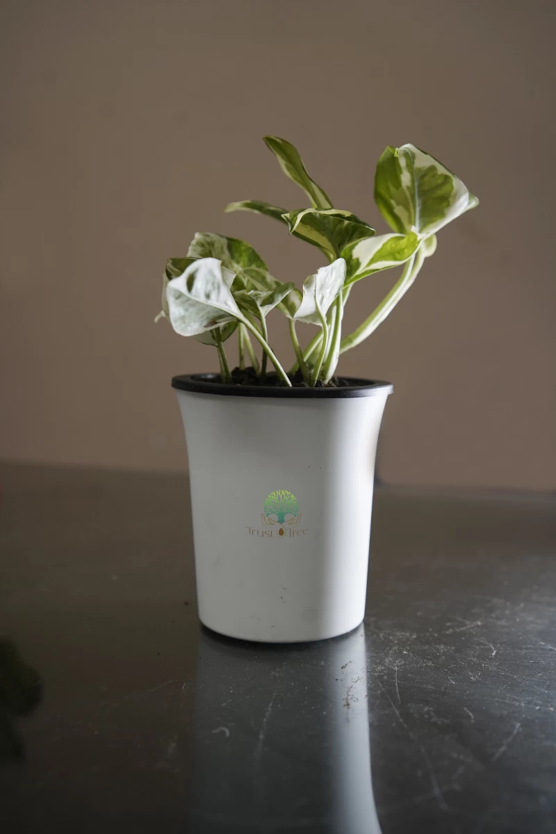 Money Plant White