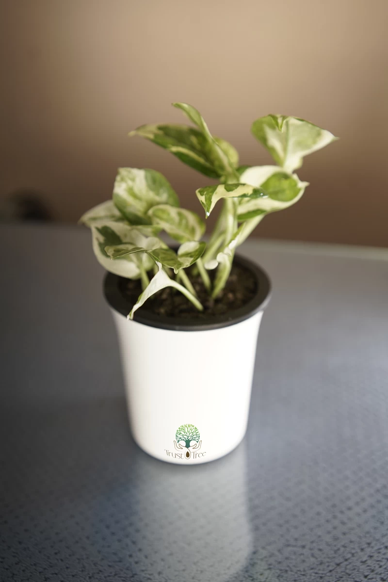 Money Plant White