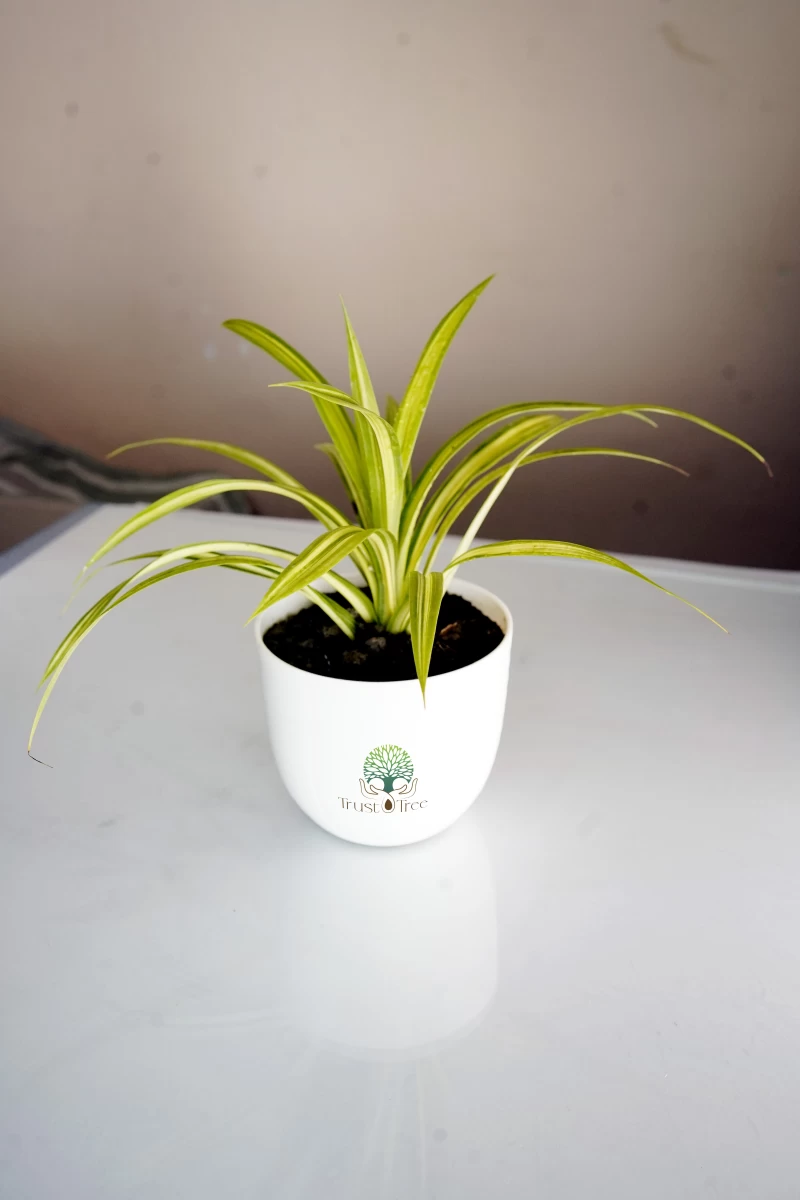 Spider Plant