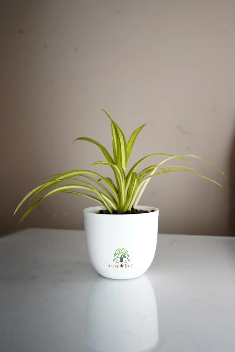 Spider Plant
