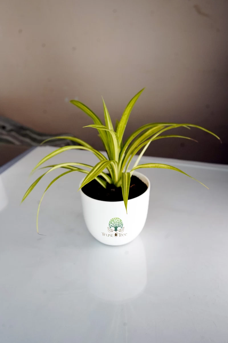 Spider Plant