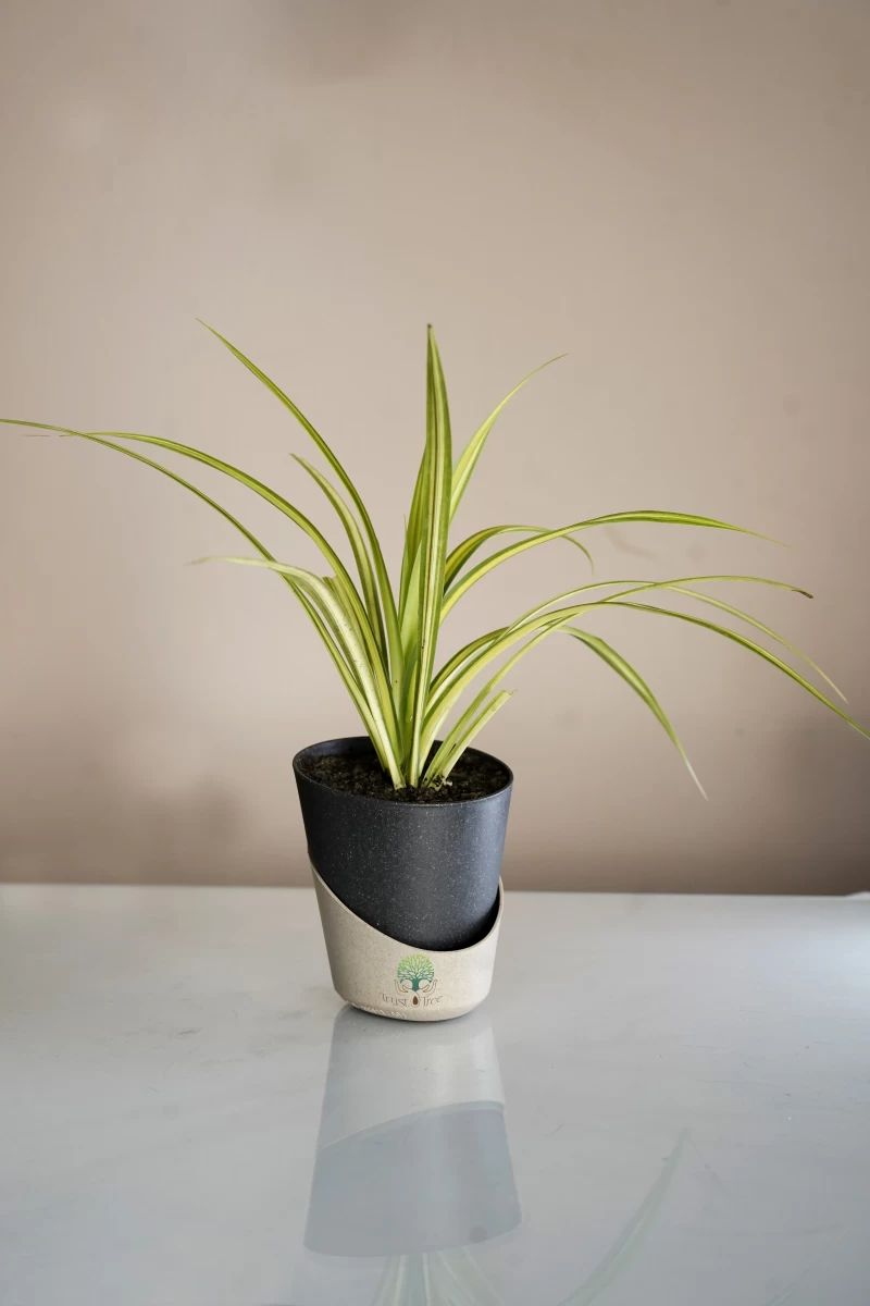 Spider Plant
