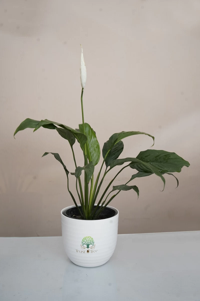 Peace Lily