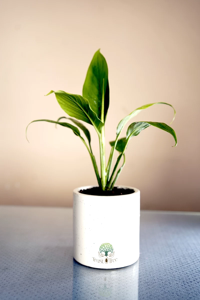 Peace Lily