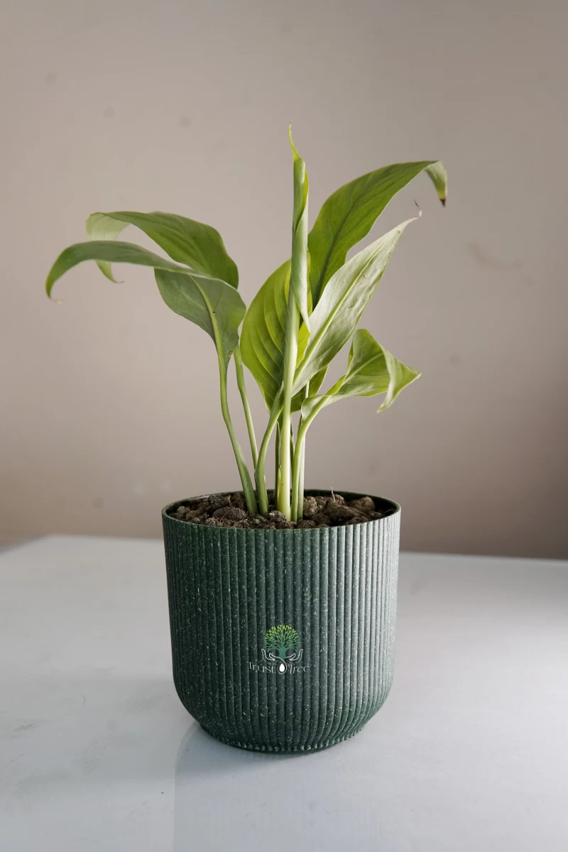 Peace Lily