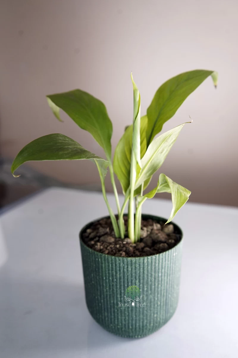 Peace Lily