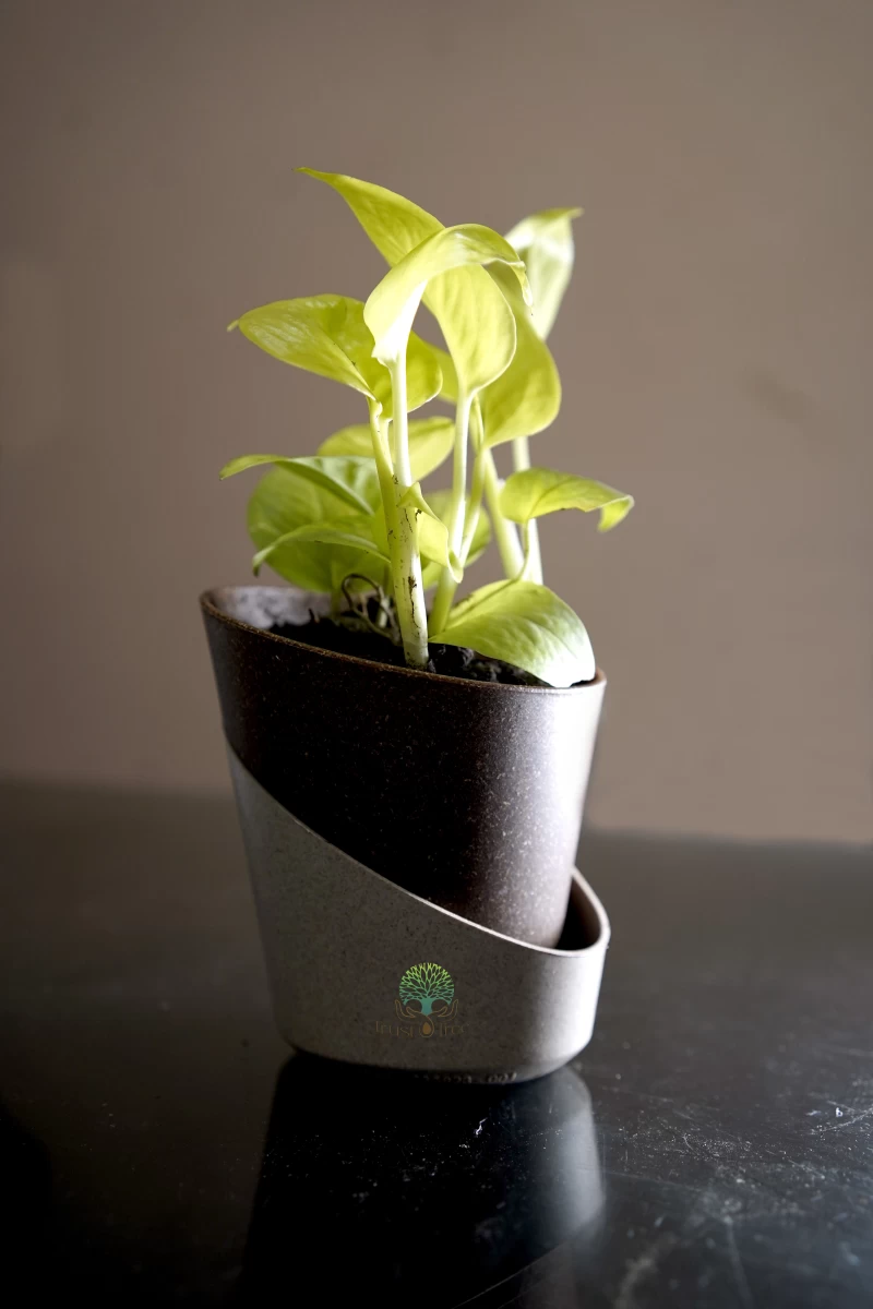 Money Plant Golden