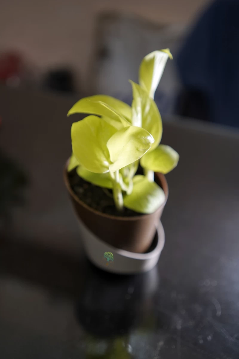Money Plant Golden