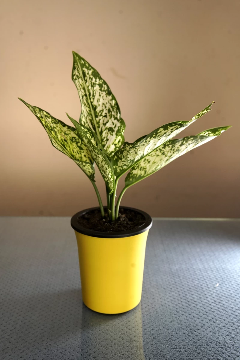Snow White Plant