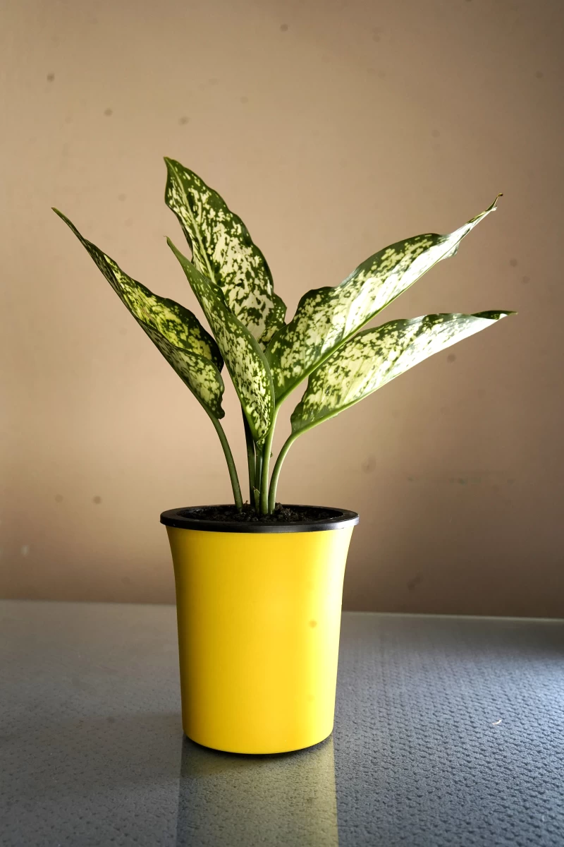 Snow White Plant