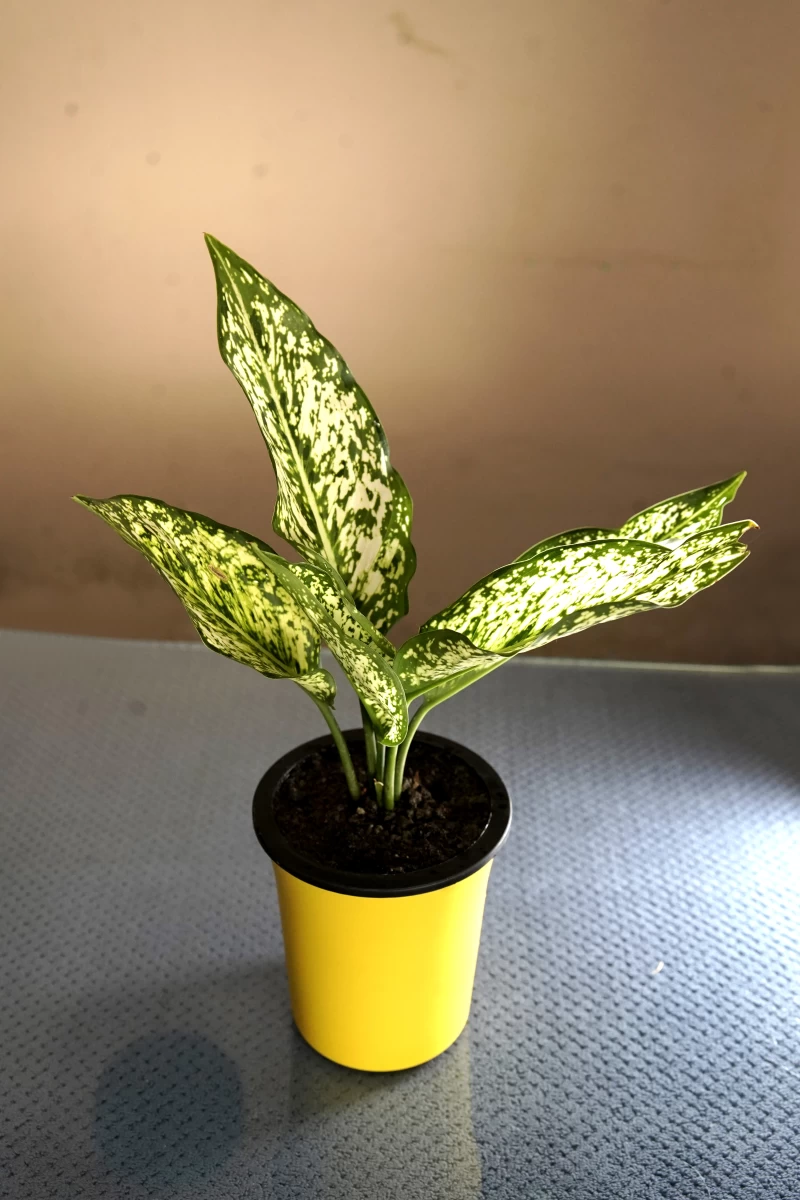 Snow White Plant