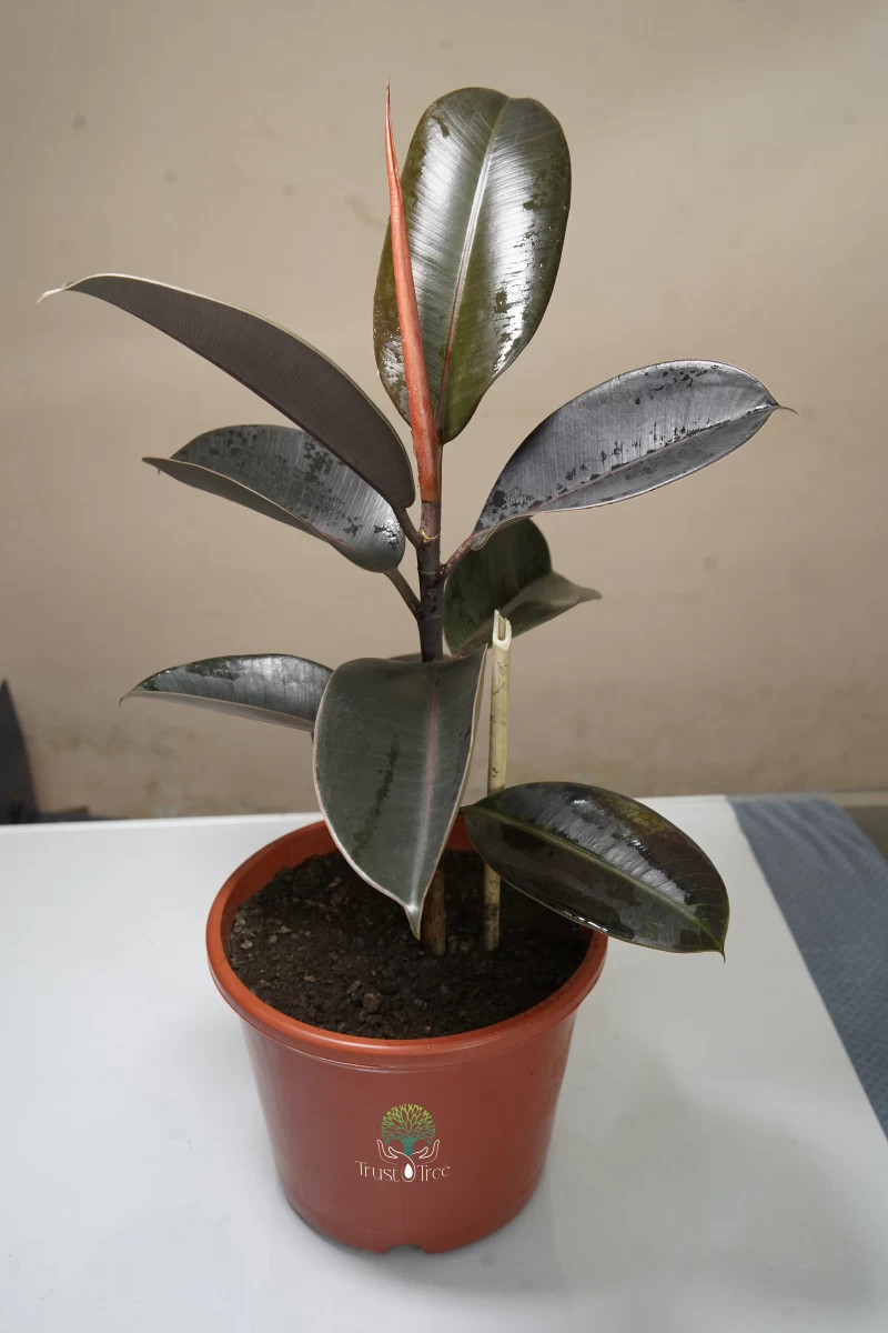 Rubber Plant