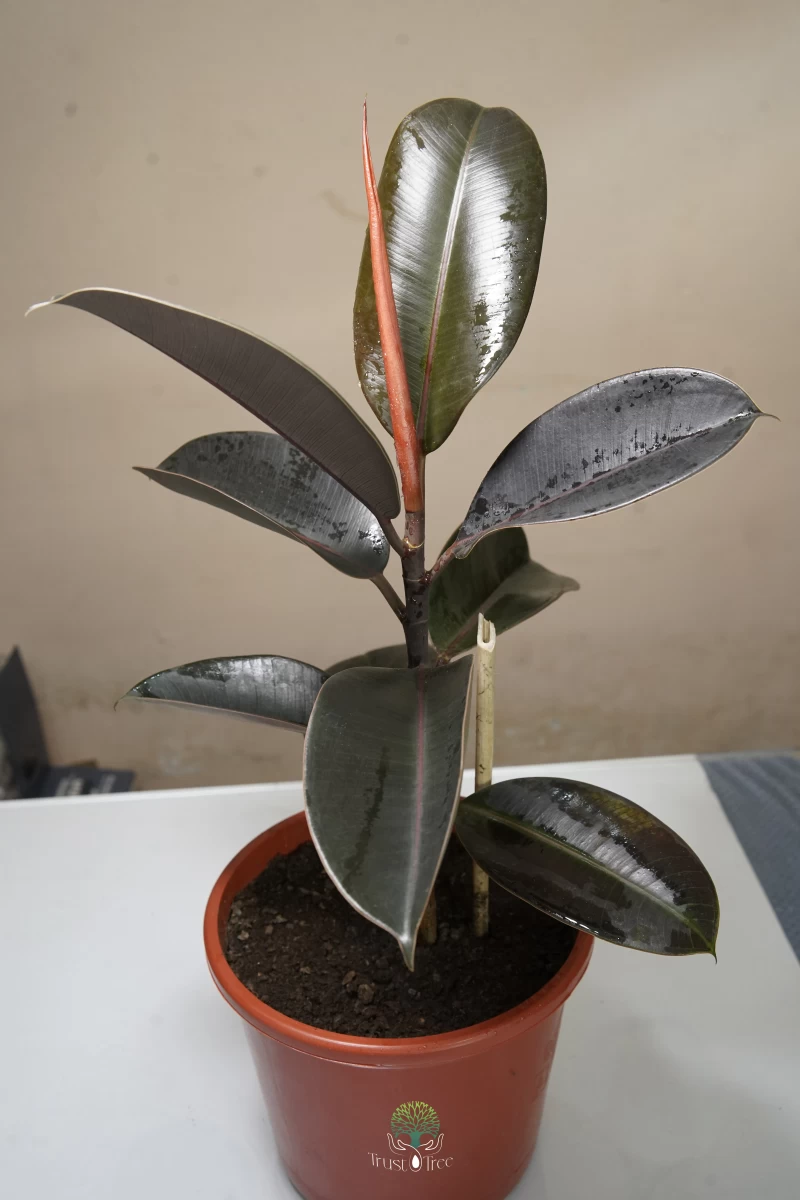Rubber Plant