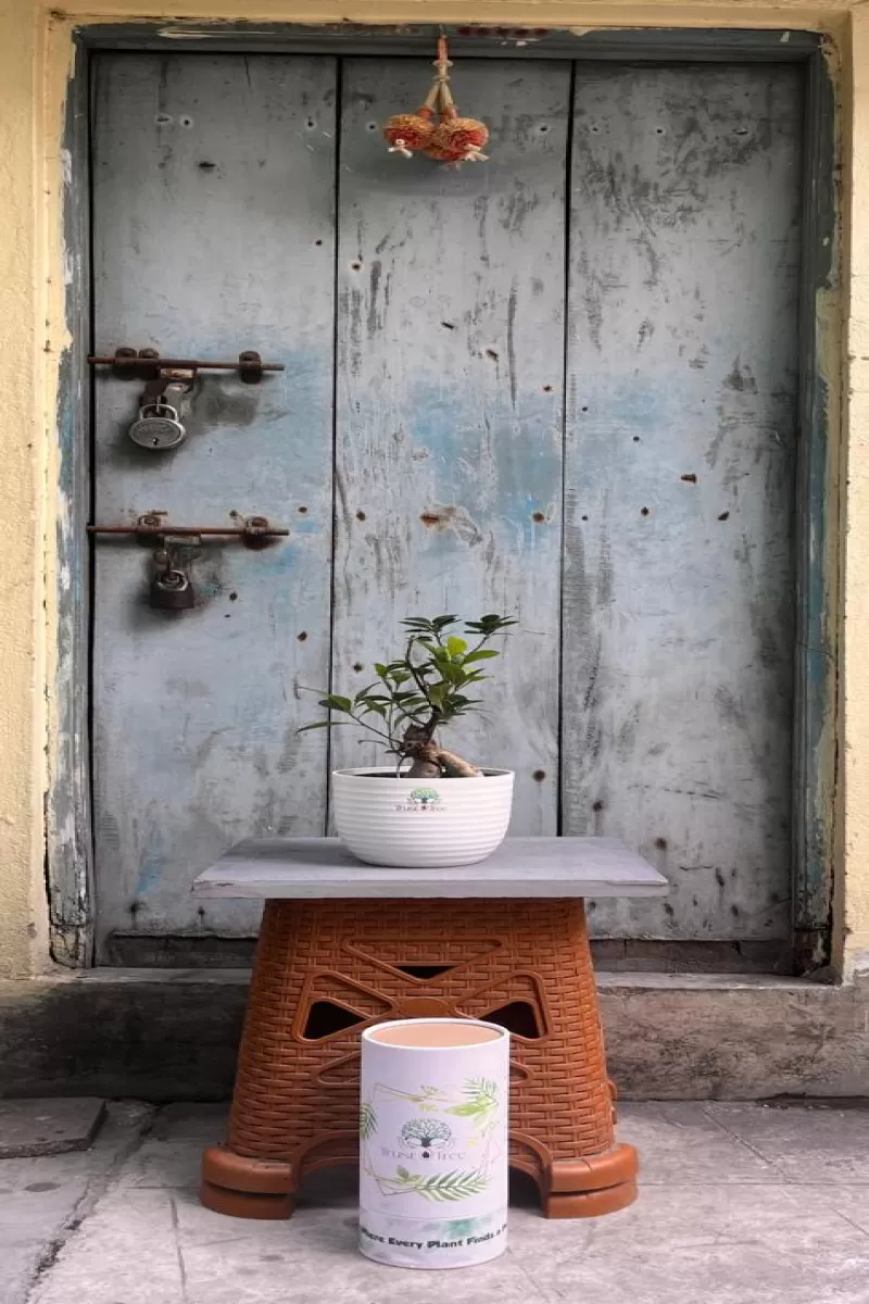 Ficus Bonsai