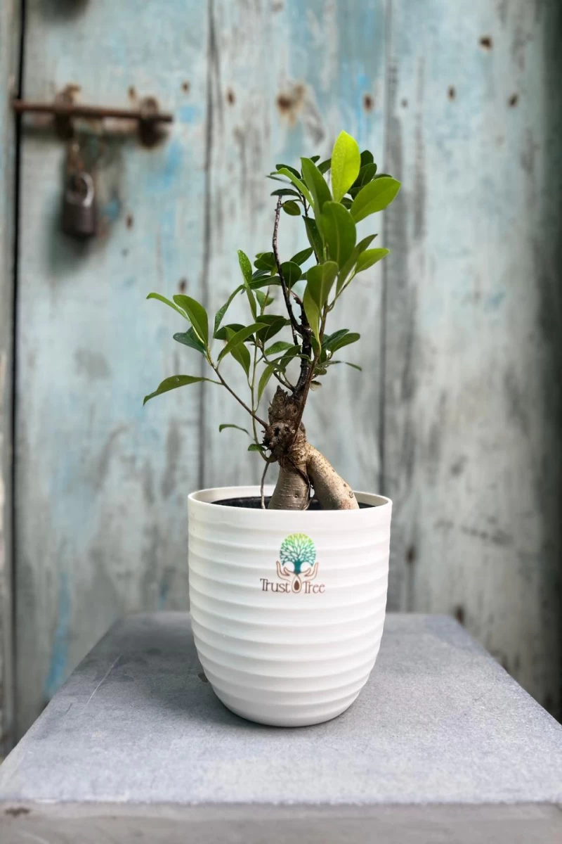 Ficus Bonsai