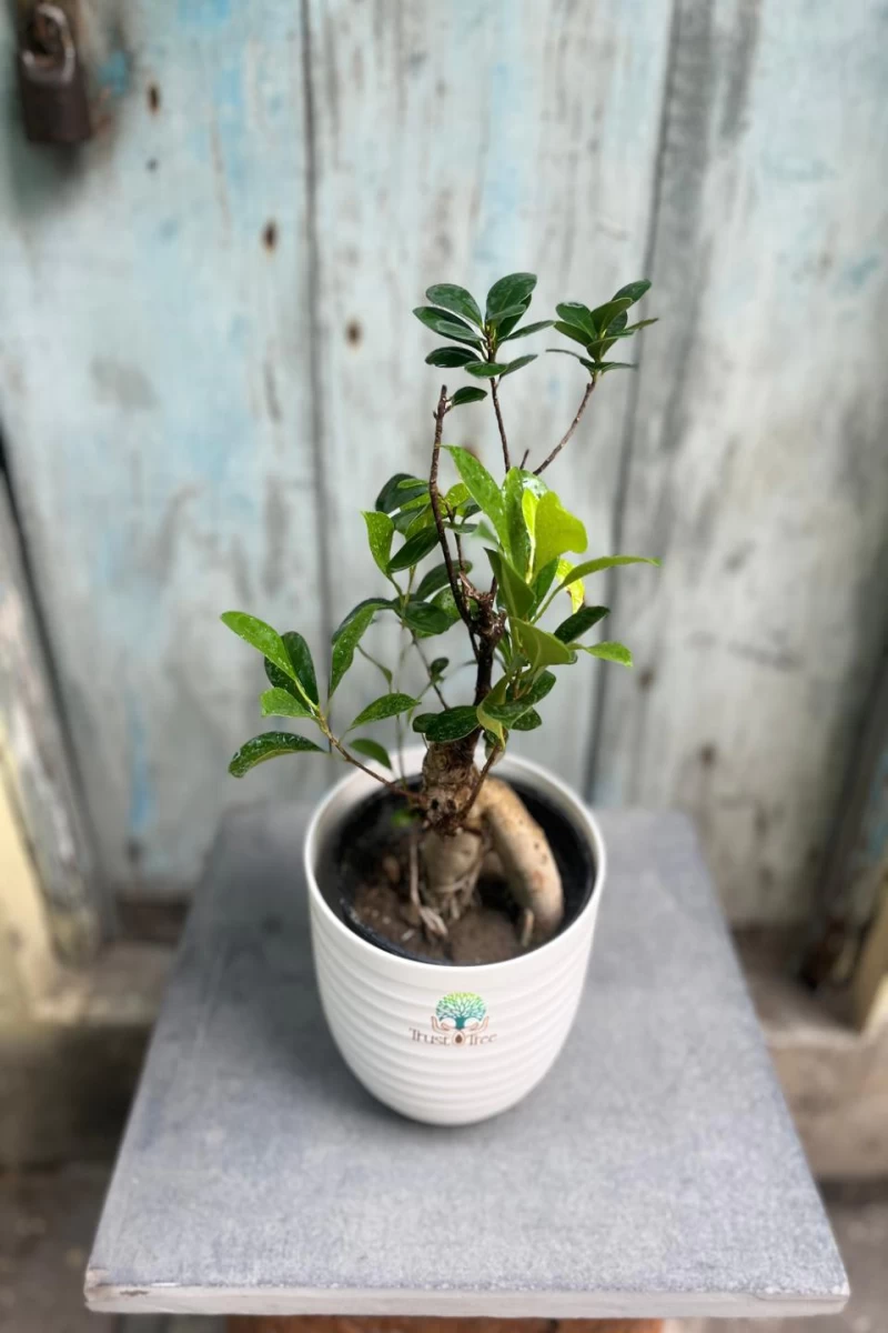 Ficus Bonsai